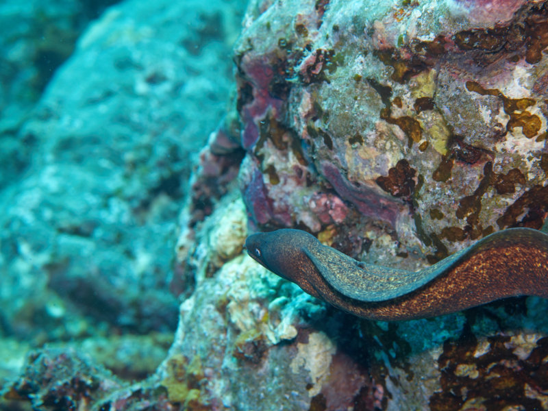 Moray eel